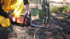 How Our Tree Care Process Works  in  Gaylord, MI